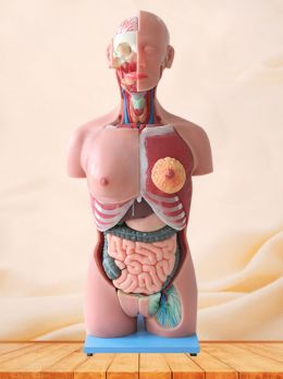 85cm Human Trunk Soft Silicone Anatomy Model