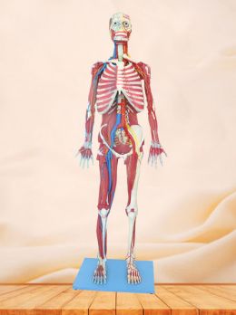 Deep Muscles, Vascular and Nerves of Whole Body Soft Silicone Anatomy Model