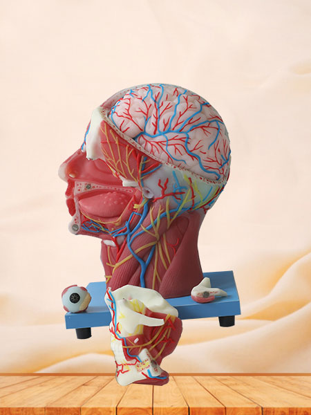 Superficial, Median And Deep Arteries, Veins, Vascular And Nerves Of Head And Face Silicone Anatomy Model