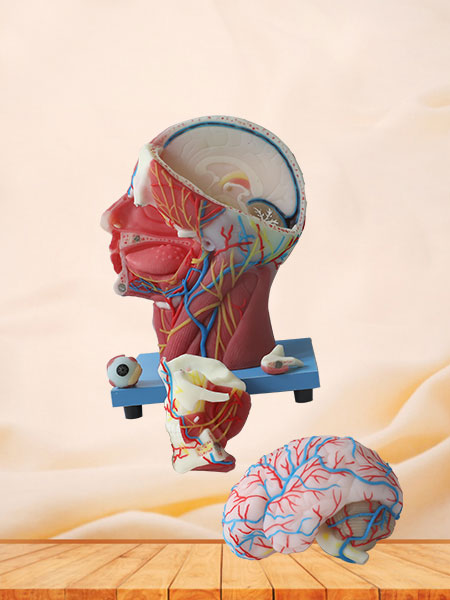 Superficial, Median And Deep Arteries, Veins, Vascular And Nerves Of Head And Face Anatomy Model for Sale