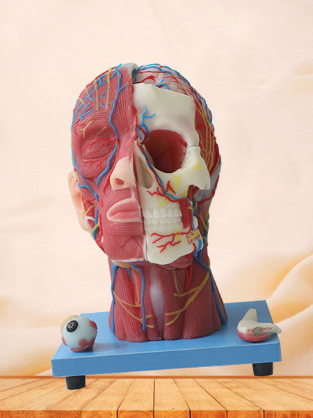 Superficial, Median And Deep Arteries, Veins, Vascular And Nerves Of Head And Face Anatomy Model