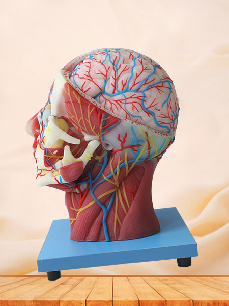 Superficial, Median And Deep Arteries, Veins, Vascular And Nerves Of Head And Face Anatomy Model Price