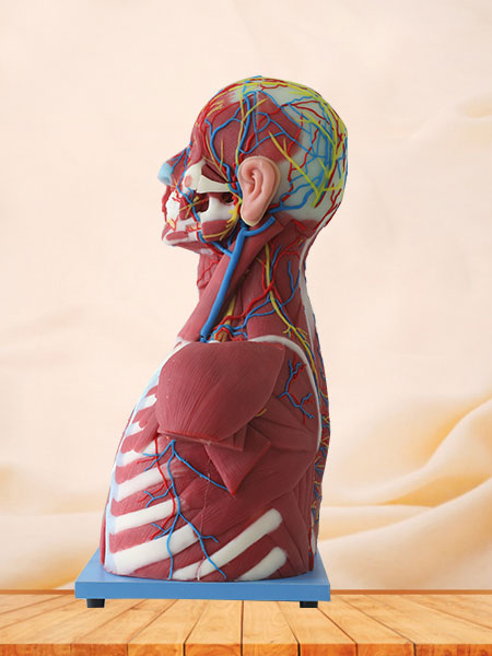 Median Vascular And Nerves Of Head, Neck And Prethoracic Anatomy Model
