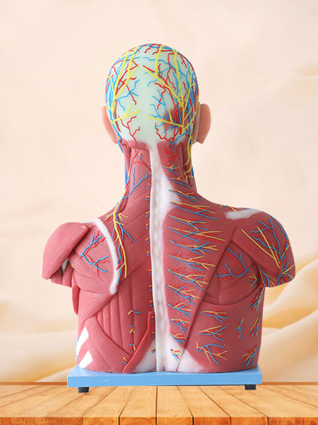 Median Vascular And Nerves Of Head, Neck And Prethoracic Soft Silicone Anatomy Model for Sale
