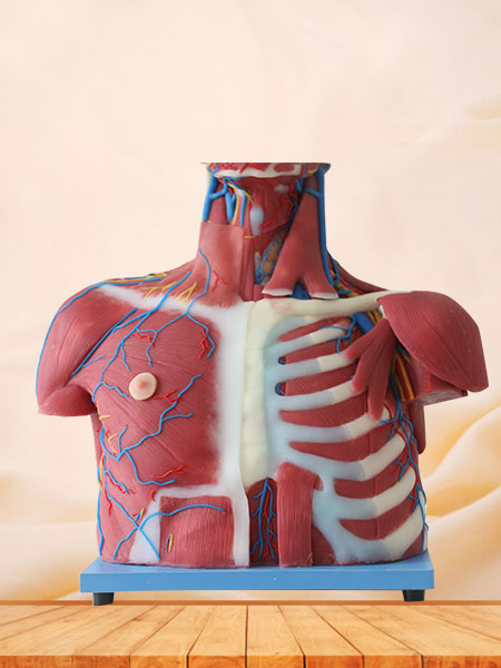 Median Vascular And Nerves Of Head, Neck And Prethoracic Soft Anatomy Model
