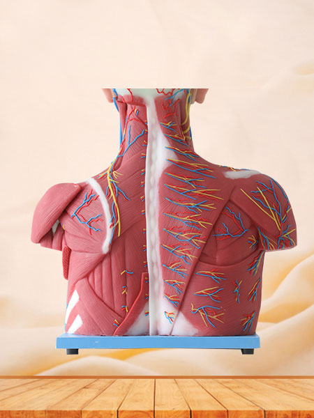 Median Vascular And Nerves Of Head, Neck And Prethoracic Silicone Anatomy Model for Sale