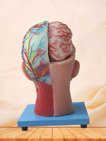 Cerebral Artery And Superficial, Median And Deep Arteries, Veins, Vascular, Nerves And Lymph Of Head And Face Soft Silicone Anatomy Model