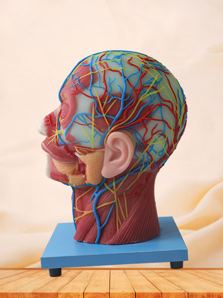Cerebral Artery And Superficial, Median And Deep Arteries, Nerves And Lymph Of Head And Face