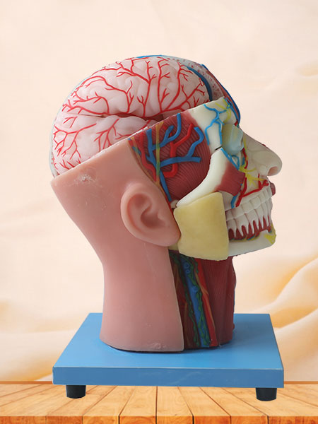 Cerebral Artery And Superficial, Median And Deep Arteries, Veins, Vascular, Nerves And Lymph Of Head And Face Anatomy Model