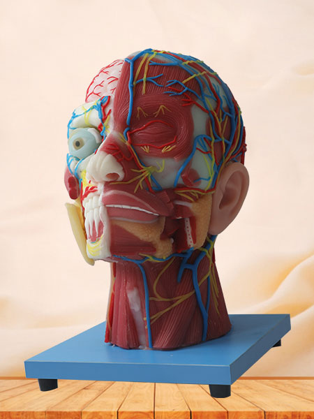 Cerebral Artery And Superficial, Median And Deep Arteries, Veins, Vascular, Nerves And Lymph Of Head And Face Soft Anatomy Model