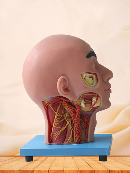 Superficial, Medial And Deep Arteries, Veins, Vascular And Nerves Of Head And Face Soft Anatomy Model