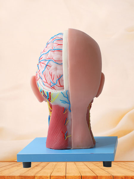 Superficial, Medial And Deep Arteries, Veins, Vascular And Nerves Of Head And Face Silicone Anatomy Model