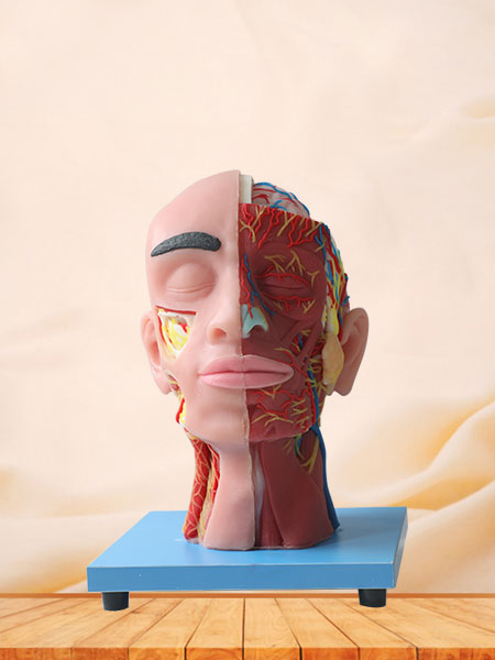 Superficial, Medial And Deep Arteries, Veins, Vascular And Nerves Of Human Head And Face Anatomy Model