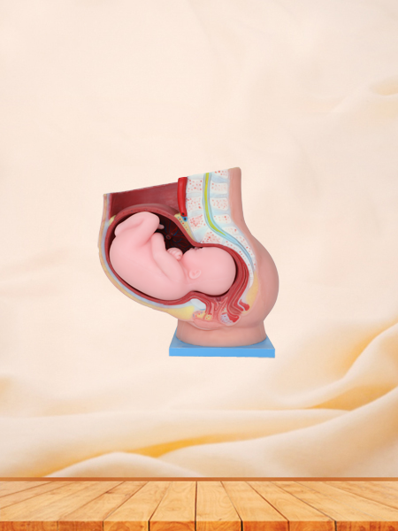 Pelvic With 9 Months Fetus Anatomical Model