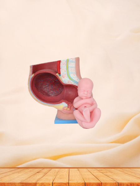 Pelvic With 9 Months Fetus Silicone Anatomical Model