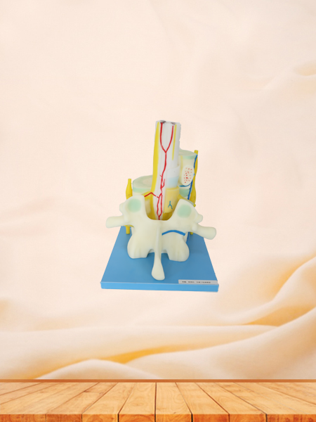 Relationship between spinal cord and vertebrae soft silicone anatomy model