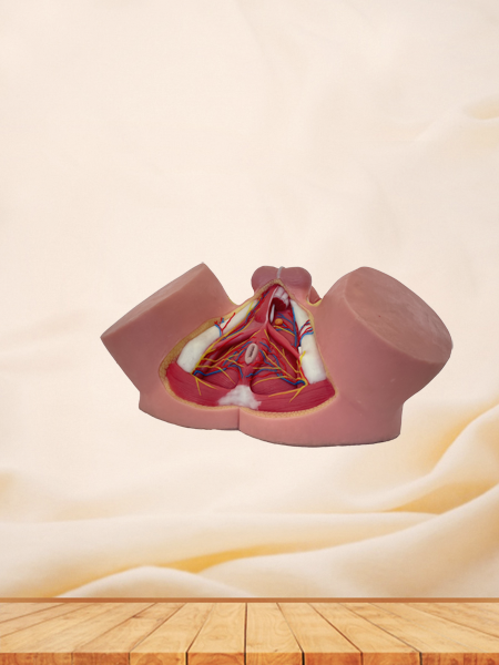 Male Perineum Anatomy Model for Sale