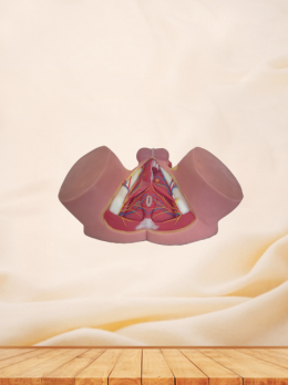 Male Perineum Anatomy Model