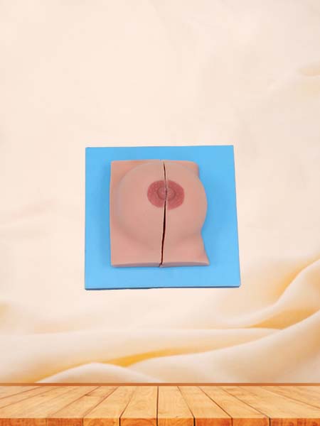 Female Breast Soft Silicone Anatomy Model