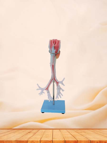 Larynx, Trachea, Bronchi Anatomy Model