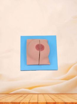 Female Breast Soft Silicone Anatomy Model