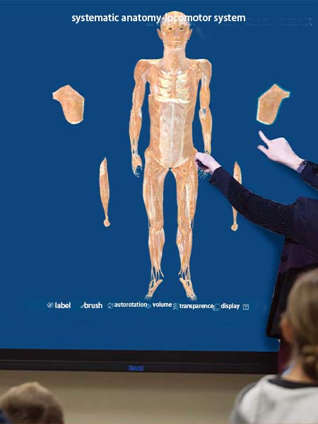 anatomy software
