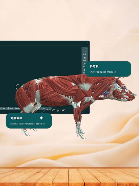 MR animal anatomy 3D enhanced interactive system