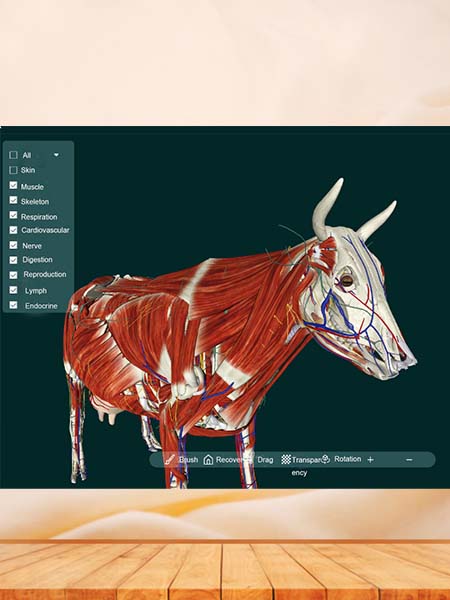 MR animal anatomy 3D enhanced interactive system for education