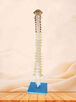 Spinal Cord Anatomy Model
