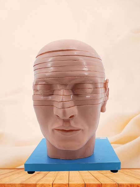 Horizontal Slices of Anatomical Head Model