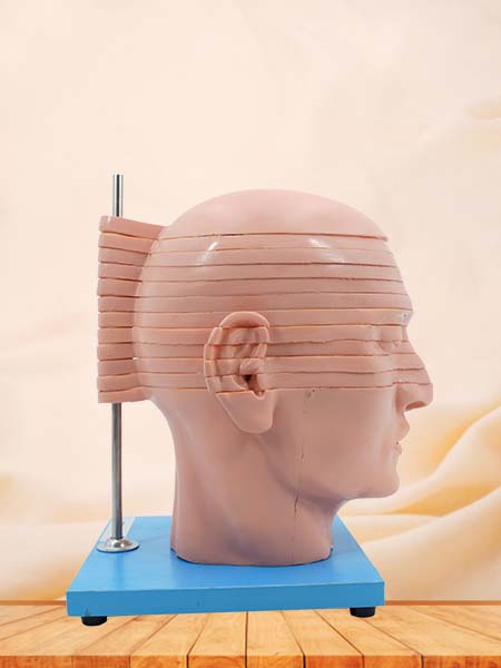 Horizontal Slices of Simulation Anatomical Head Model