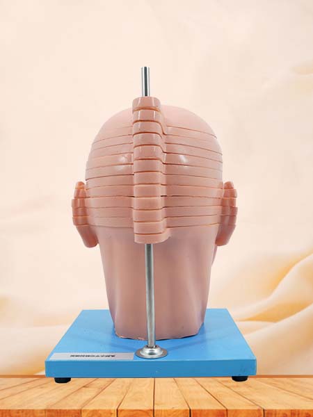 HorAnatomical Head Model
