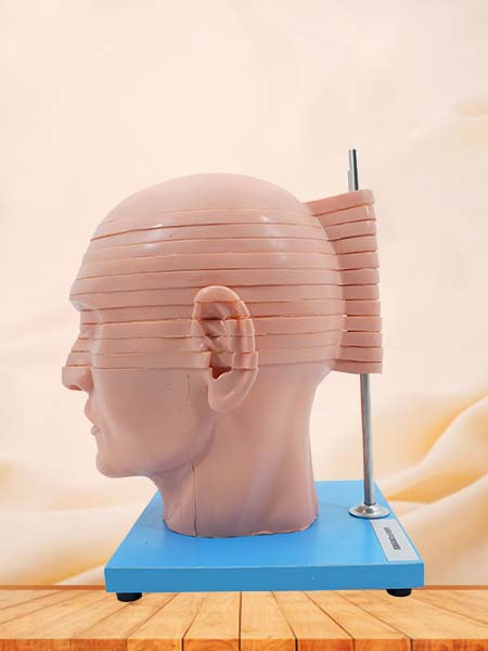 Slices of Anatomical Head Model