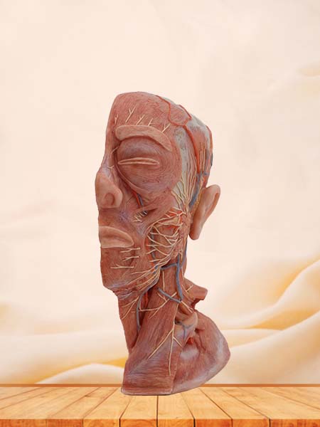 Muscles Head and Neck Anatomy Model