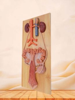 Sow Urinary System Model