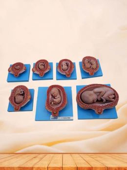 Female Reproductive Models