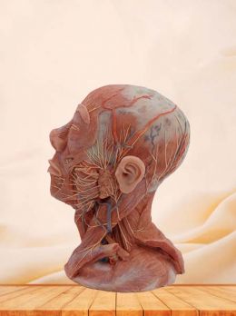 Head and Neck Anatomy Model