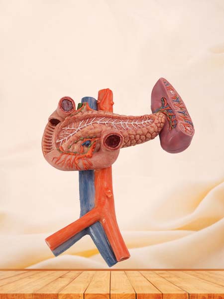 Pancreas, Spleen Model for Anatomy