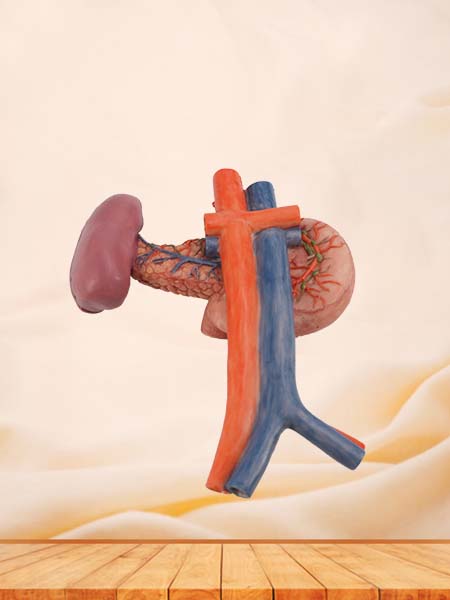 Pancreas Model for Anatomy