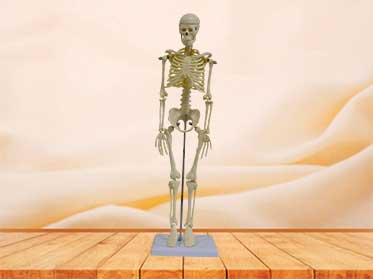 42cm skeleton model