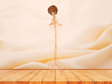 Brain and spinal cord