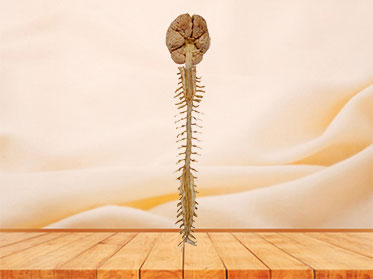 Brain and spinal cord plastinated specimen
