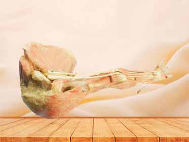 Deep arteries  of upper limb specimen
