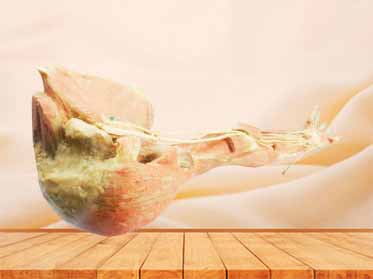 Deep arteries  of upper limb teaching specimen