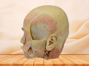 Deep muscle of head plastinated specimen