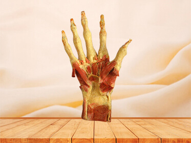 Deep muscles of hand