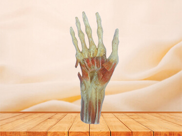 Deep muscles of hand