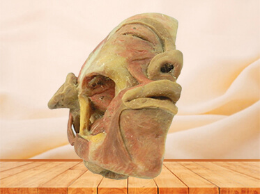 Deep muscles of mastication