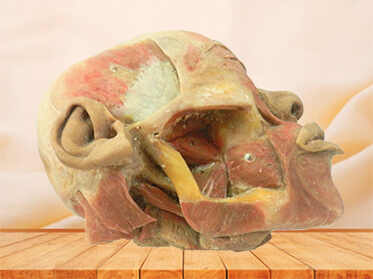Deep muscles of mastication