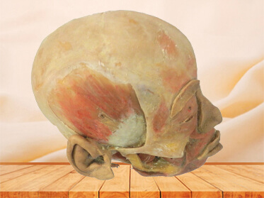 Deep muscles of mastication